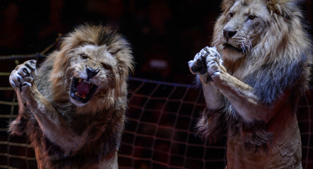 wild animal circus