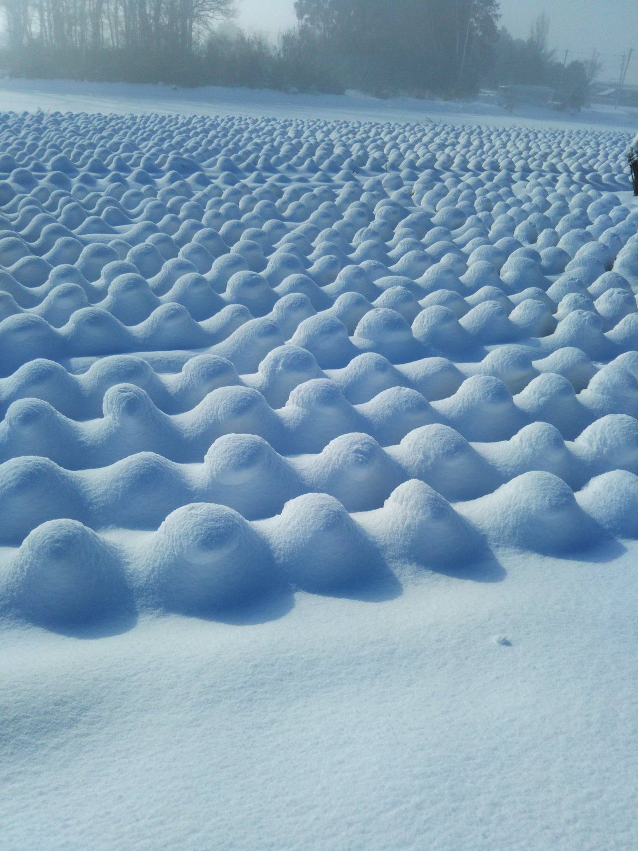 Cabage field under snow