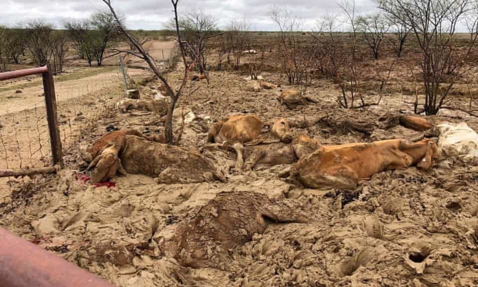Dead cattle at Eddington station 20km west of Julia Creek, Queensland.
