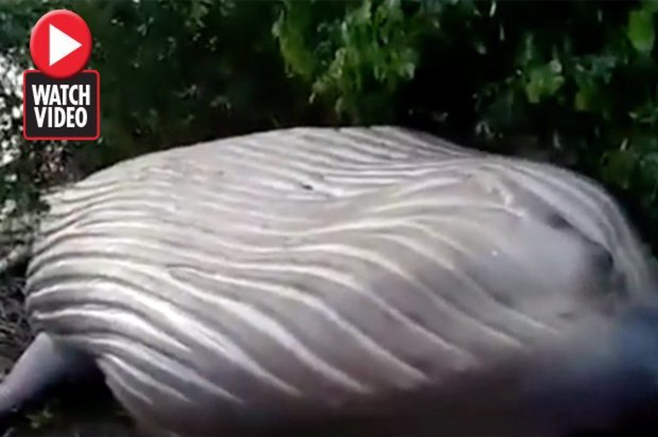 dead whale in Amazon forest