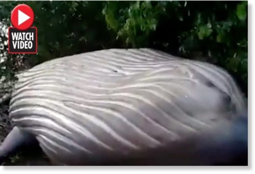 dead whale in Amazon forest