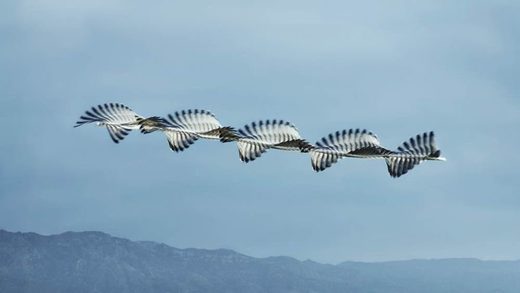 Flying