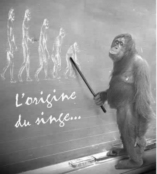 The origin of monkey