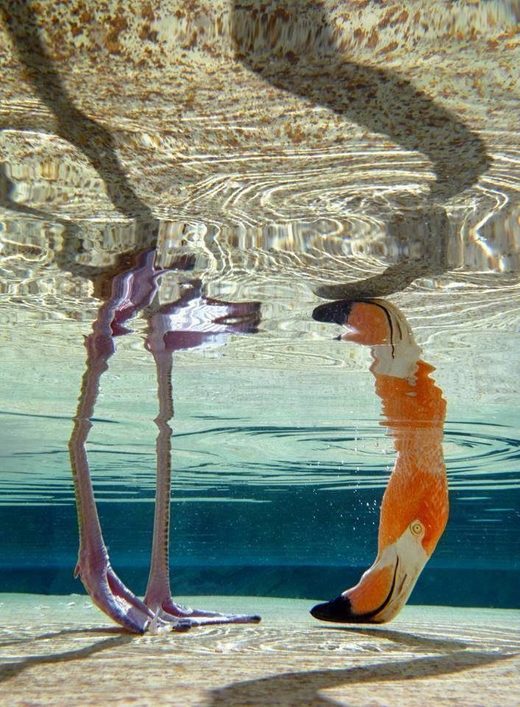 Pink flamingo