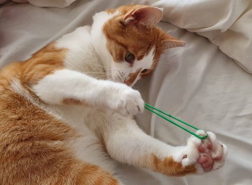 cat : Should work ...