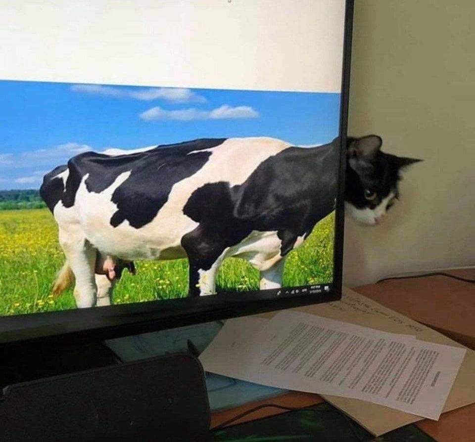 Cow cat in natural habitat