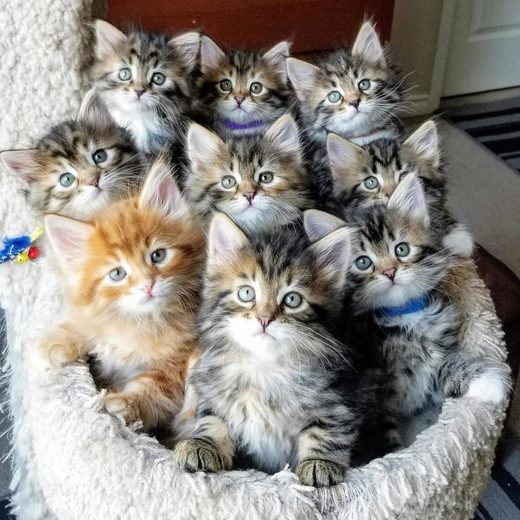 Nhấn để phóng to It's the cats that count