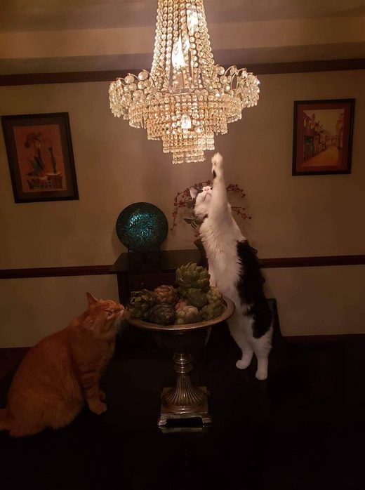 Nhấn để phóng to Curiosity .... cat