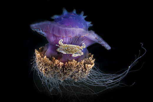 Nhấn để phóng to Jellyfisc Crab