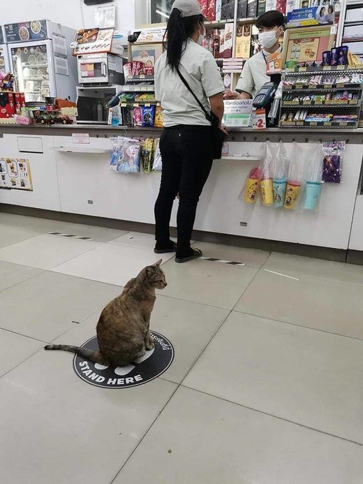 Nhấn để phóng to Stand here cat