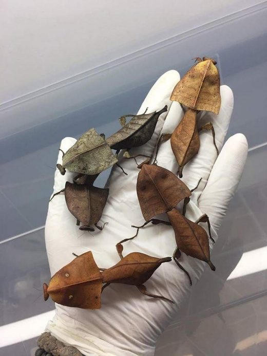 Nhấn để phóng to Deroplatys truncata