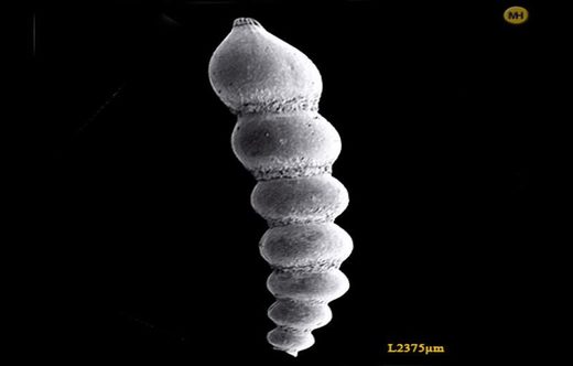 Nhấn để phóng to Dentalina globifera