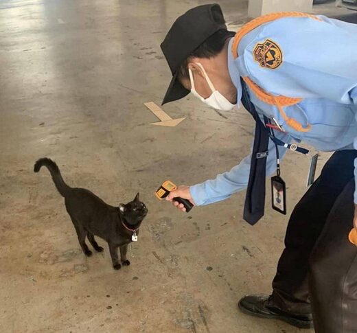 Nhấn để phóng to Beware of black cats...