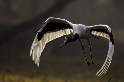 Nhấn để phóng to Black Necked Stork