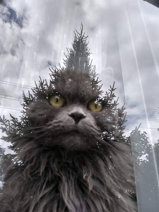 Nhấn để phóng to Cat tree